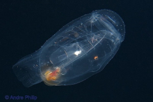 "See-Through Beauty"
Salpa Maggiore (Salpa maxima) - A r... by Andre Philip 